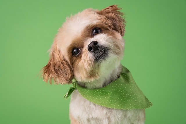 Dog tilting head attentively while listening to its name