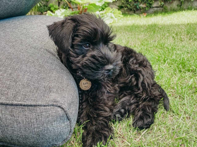 Trendy puppies with name tags showing popular names of 2025