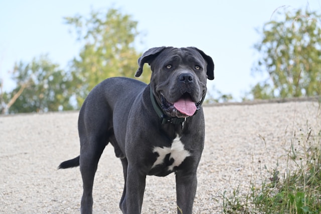 Various Cane Corso coat colors