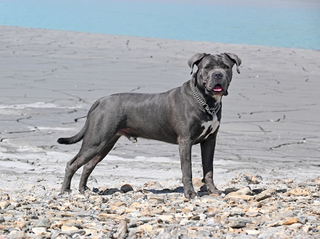 Majestic Cane Corso looking alert