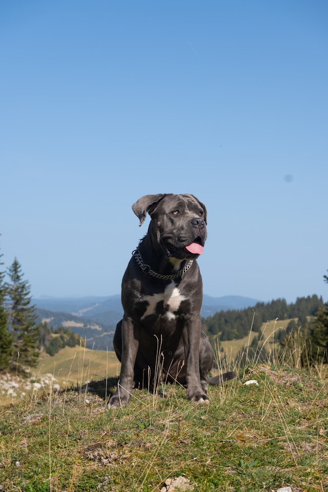 Cane Corso profile