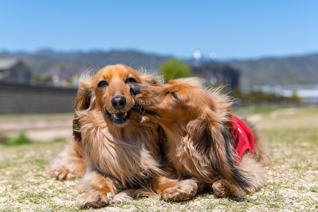 Dogs of different genders playing together