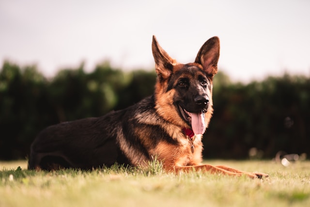 Noble German Shepherd looking attentive