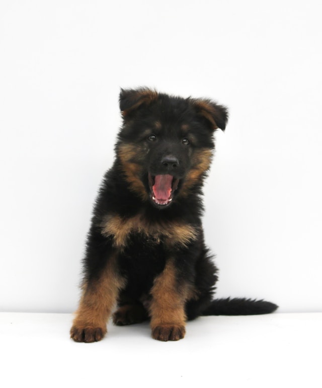 German Shepherd profile