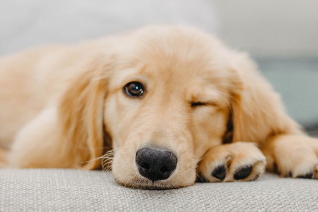 Various Golden Retriever coat colors