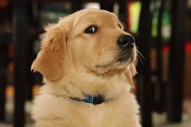 Beautiful Golden Retriever looking at camera