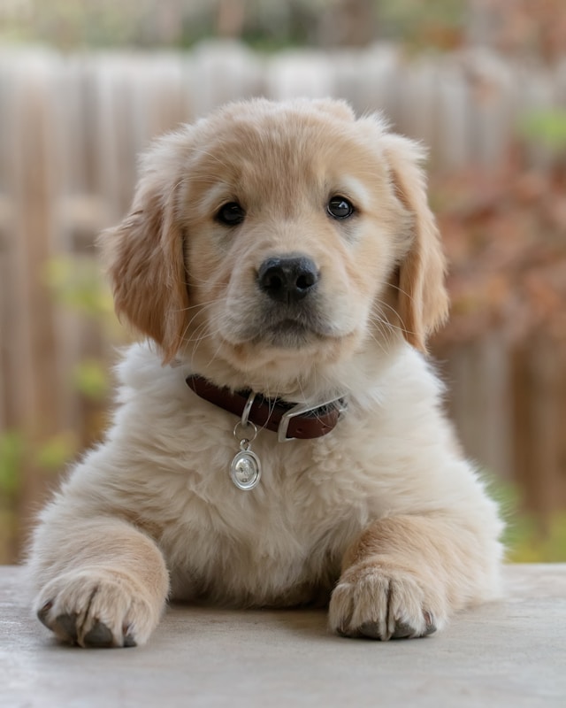 Golden Retriever profile