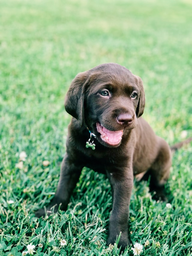 Various Labrador Retriever coat colors