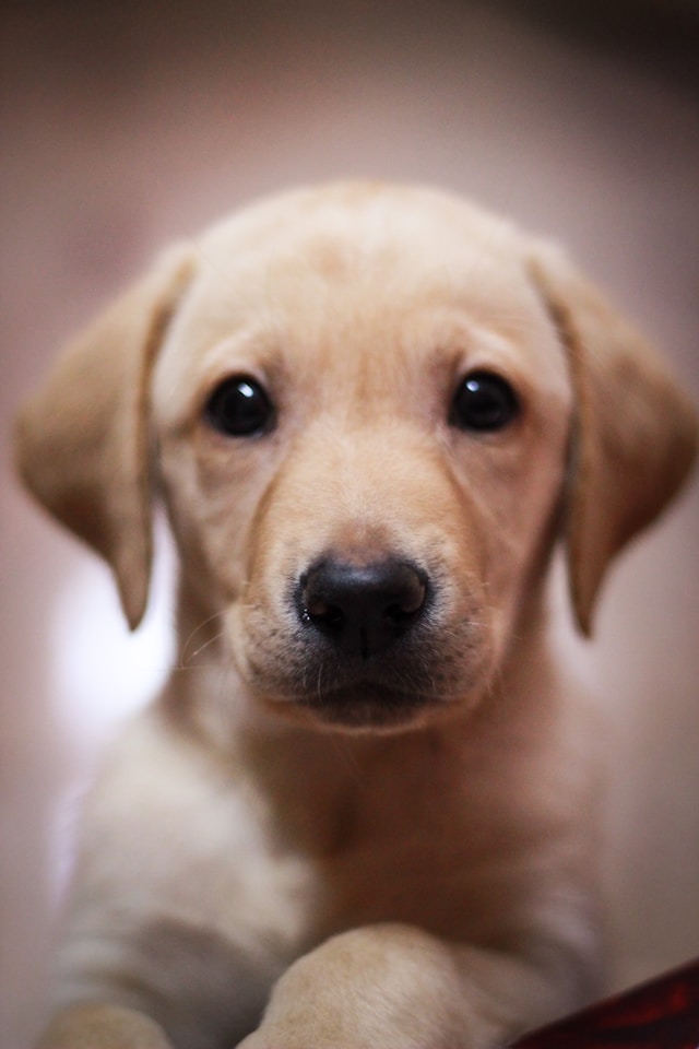 Labrador Retriever profile