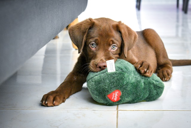 Labrador Retriever